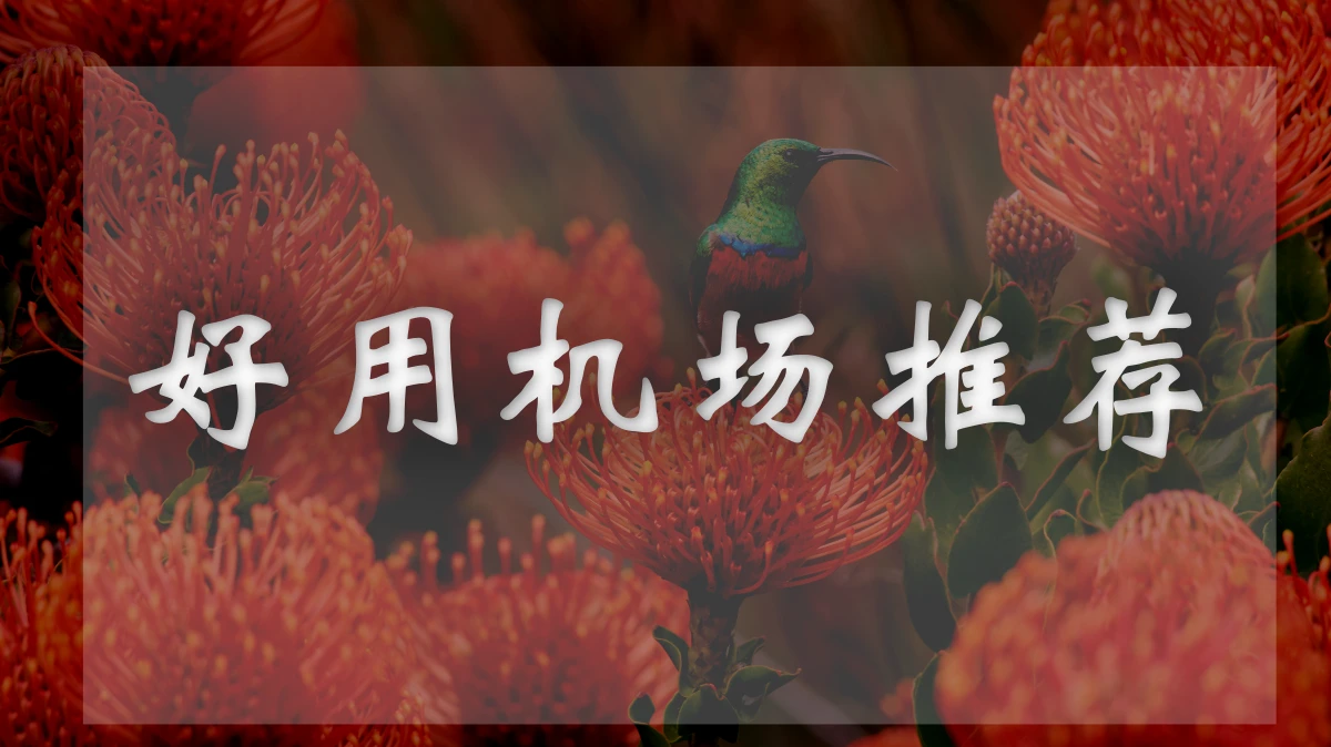 狗狗加速机场图片展示